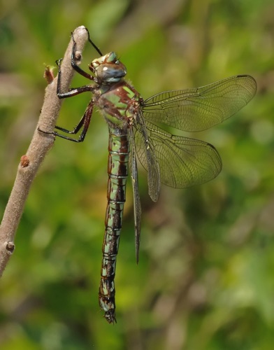 Female (posed)
2010_04_22_Laurens